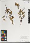 Foto von Salix karelinii Turcz. ex Stschegl.